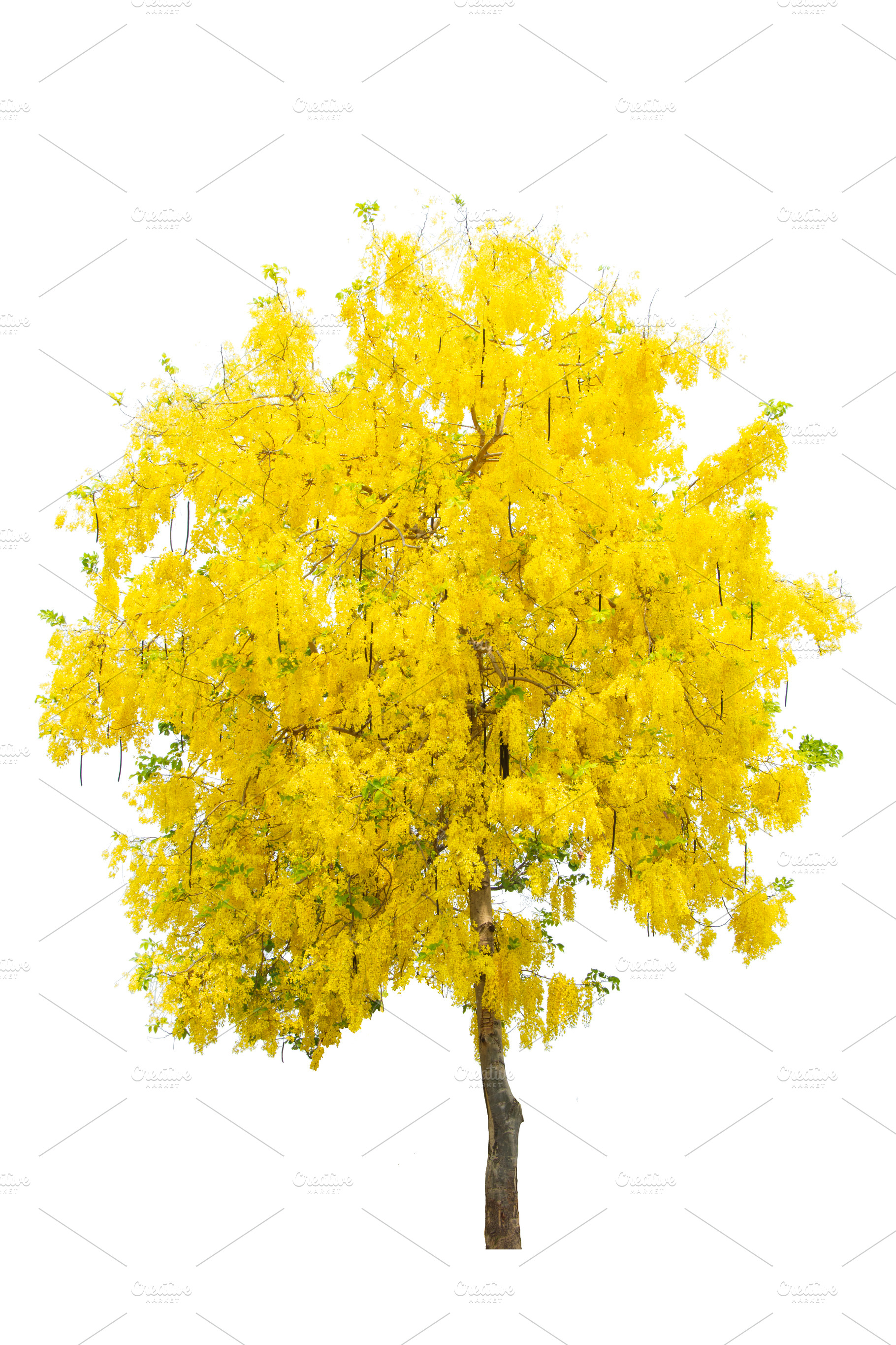 Beautiful Yellow Flowers Tree., a Nature Photo by rakoptonLPN