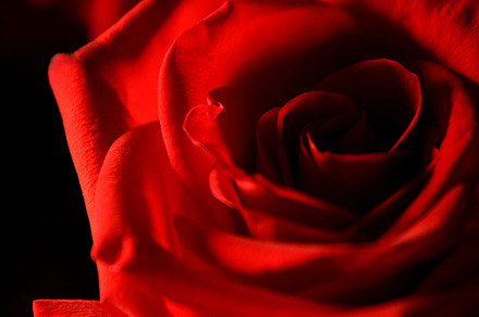 Close up Red Rose from Side