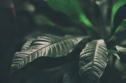 Green leaves, texture