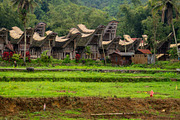 Traditional Toraja village with rice fields in Sulawesi, Indones, an Architecture Photo by GoodGoods (Thumbnail 2 of 2)