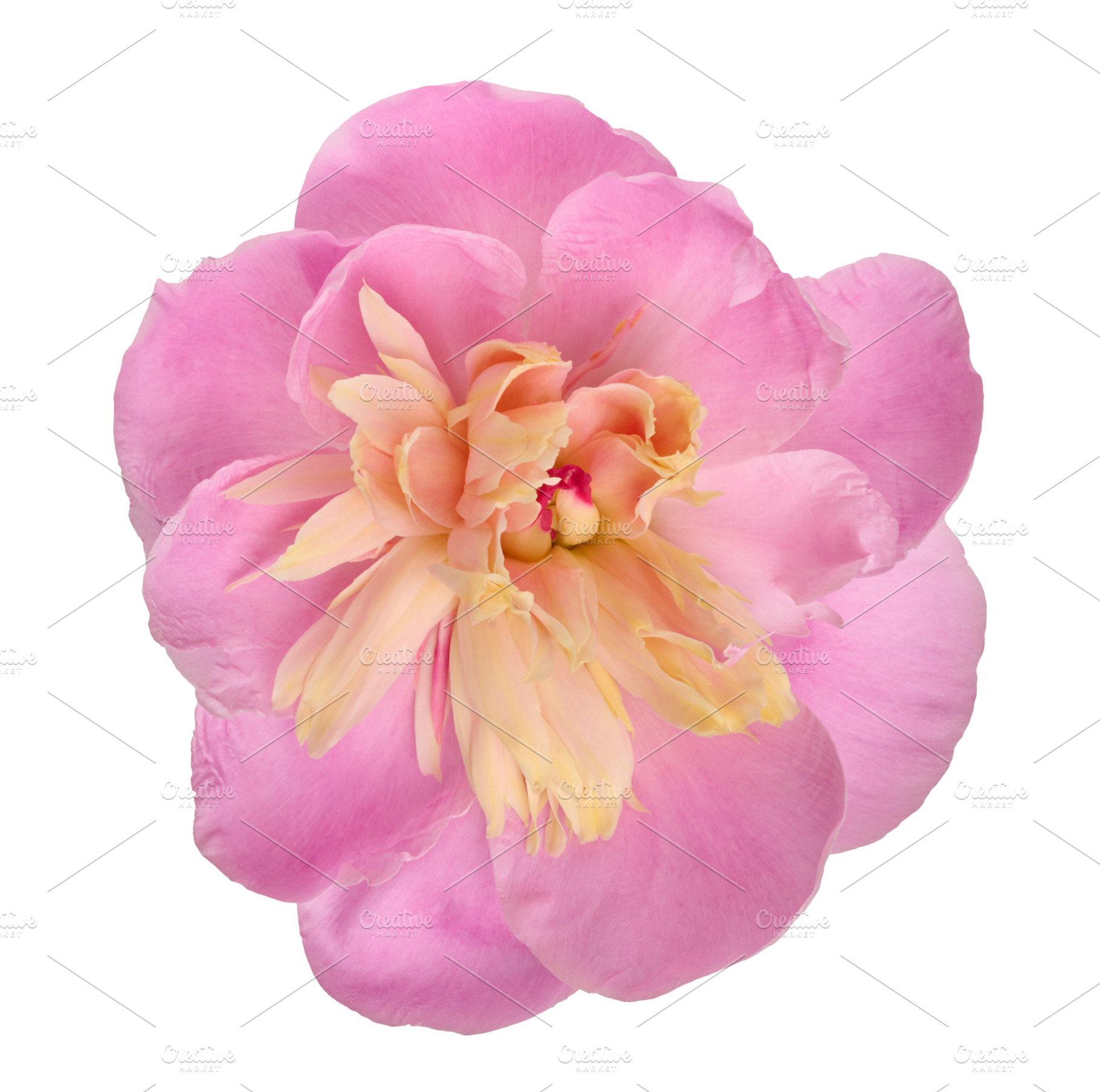 Opening pink peony bud with delicate cream petals on an isolated, a Nature Photo by ndanko
