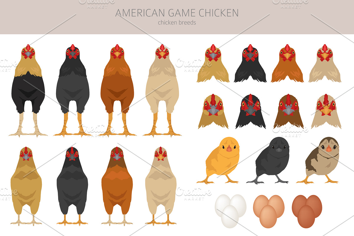 American Game Chicken breed clipart, an Animal Illustration by pet design shop (Photo 4 of 5)