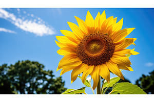 plant tall sunflower ai generated, a Nature Photo by pikepicture