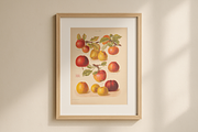 Rare! The Herefordshire Pomona, a Food Illustration by Digital Museum (Thumbnail 10 of 10)