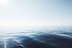 Dolphin in peaceful sea