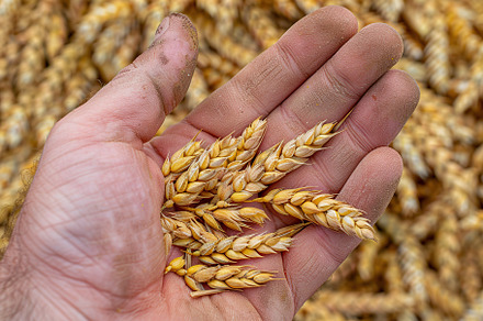 Wheat ears in male hand, a Nature Photo by AlyaAnd