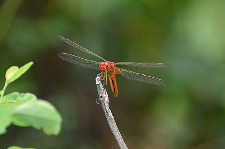 Dragonfly sitting on a stick, a Nature Photo by Iftikhar Alam