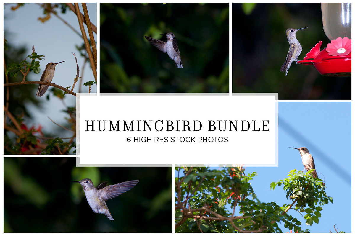 Hummingbird Stock Bundle, an Animal Photo by r.r.palacios (Photo 1 of 7)