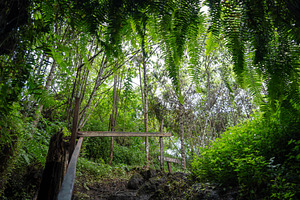 Lava tube entrance on Santa Cruz Island in Galapagos, Ecuador, a Nature Photo by GoodGoods