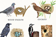 Watercolor Birds and their Nests PNG, an Illustration by svetodesign (Thumbnail 3 of 4)
