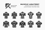 Muscle Anatomy Icon, a Solid Icon by Akatype Studio (Thumbnail 1 of 3)