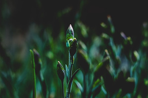 Early Bud • Moody...