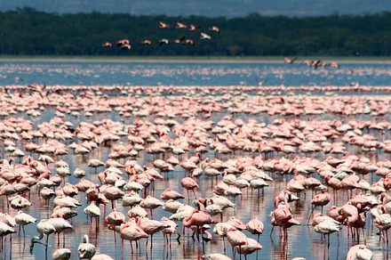 Colorful flamingos containing kenya, flamingo, and lake, an Animal Photo by aagafapaperiapunta