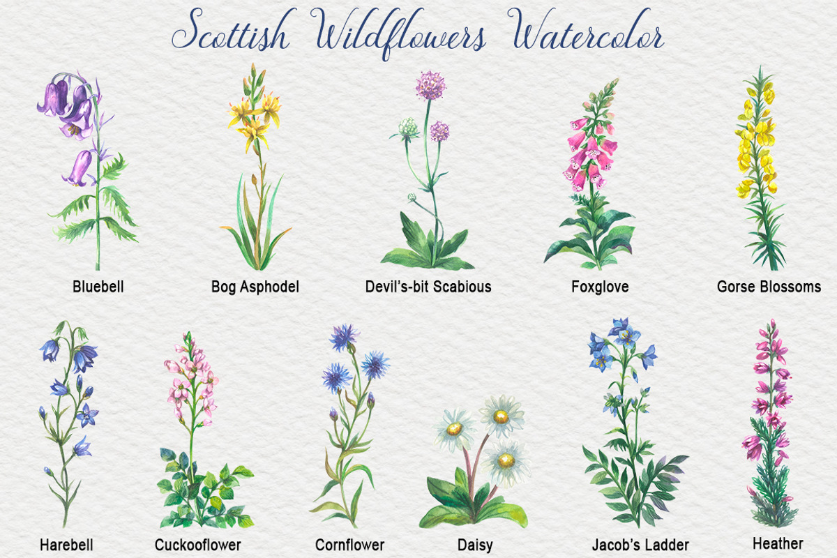 Scottish Wildflowers, an Object Illustration by FITALARTSNEDIGI (Photo 2 of 7)