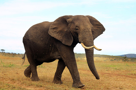African elephant featuring portrait, safari, and wildlife, an Animal Photo by VIBE Collective