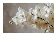 Hihe Co. White Floral Art, a Texture Illustration by milatovar (Thumbnail 14 of 20)