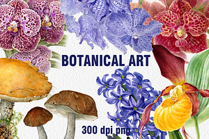 Botanical art watercolor and pencils
