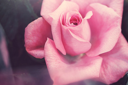 Nature vintage autumn flowers stock photo containing autumn and background
