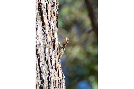 Laudakia stellio - Agama lizard sits, a Background Photo by Barcelona_dreams
