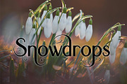 Sonatha, a Serif Font by Digital Typeface Studio (Thumbnail 6 of 6)
