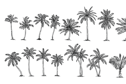 coconut tree handdrawn collection, an Object Graphic by nikagraphic