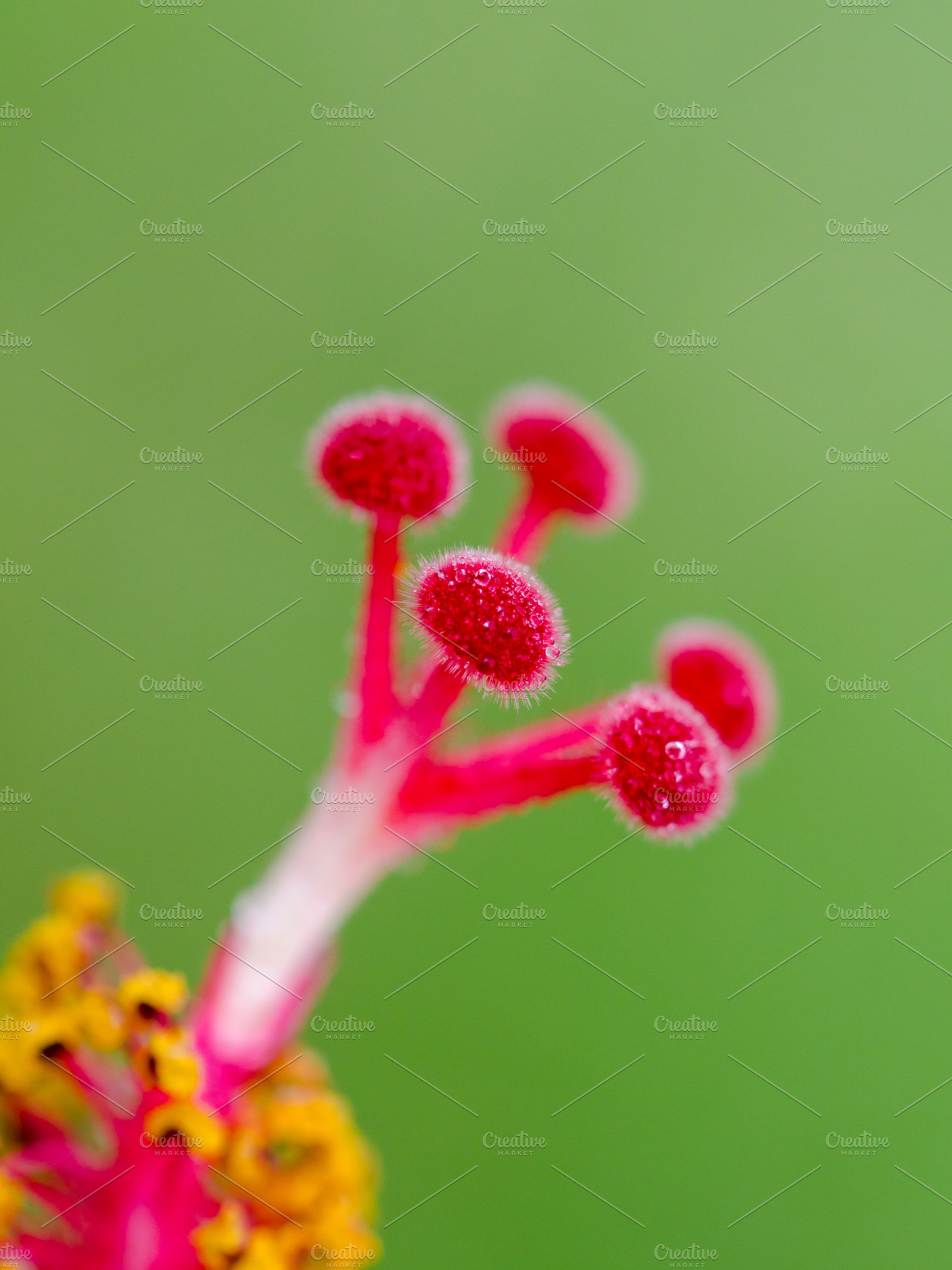 Carpel of snowflake hibiscus stock photo containing carpel and pollen, a Nature Photo by yongkiet jitwattanatam