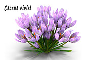 Crocus violet, an Environmental 3D Model by AndrewWhite (Thumbnail 1 of 9)