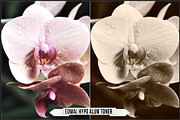 Darkroom Toners - Sepia Profiles, a Plug-in Add-On by Raztrend (Thumbnail 27 of 30)