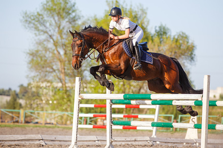 Young horseriding woman jumping over the obstacle on her showjumping course, a Sports & Recreation Photo by serkum