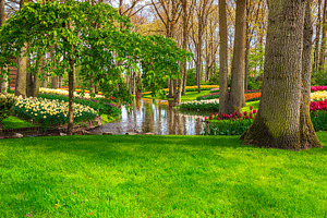 Colorful fresh tulips in park, a Nature Photo by Alpine Dreams