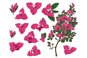 Bougainville Plant Of Mexico