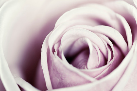 Closeup view of beautiful pink rose containing abstract, aroma, and background, a Nature Photo by Natalia Klenova's Shop