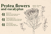 Protea flowers and eucalyptus sketch, an Illustration by irina.vaneeva (Thumbnail 2 of 12)