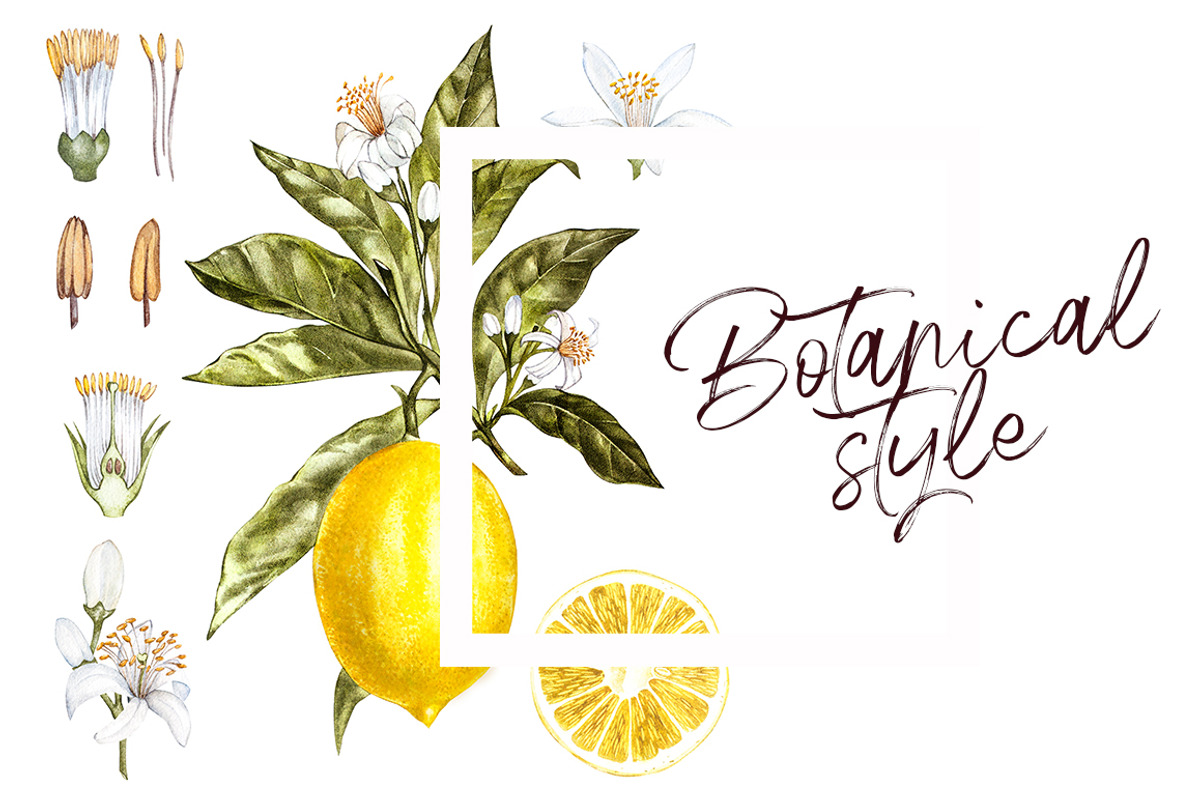 Lemon in botanical style, a Food Illustration by Ann Astro (Photo 2 of 9)