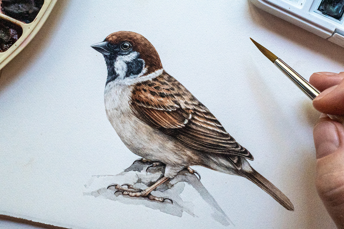Forest Birds Watercolor Set, an Animal Illustration by AnitaPol (Photo 18 of 26)