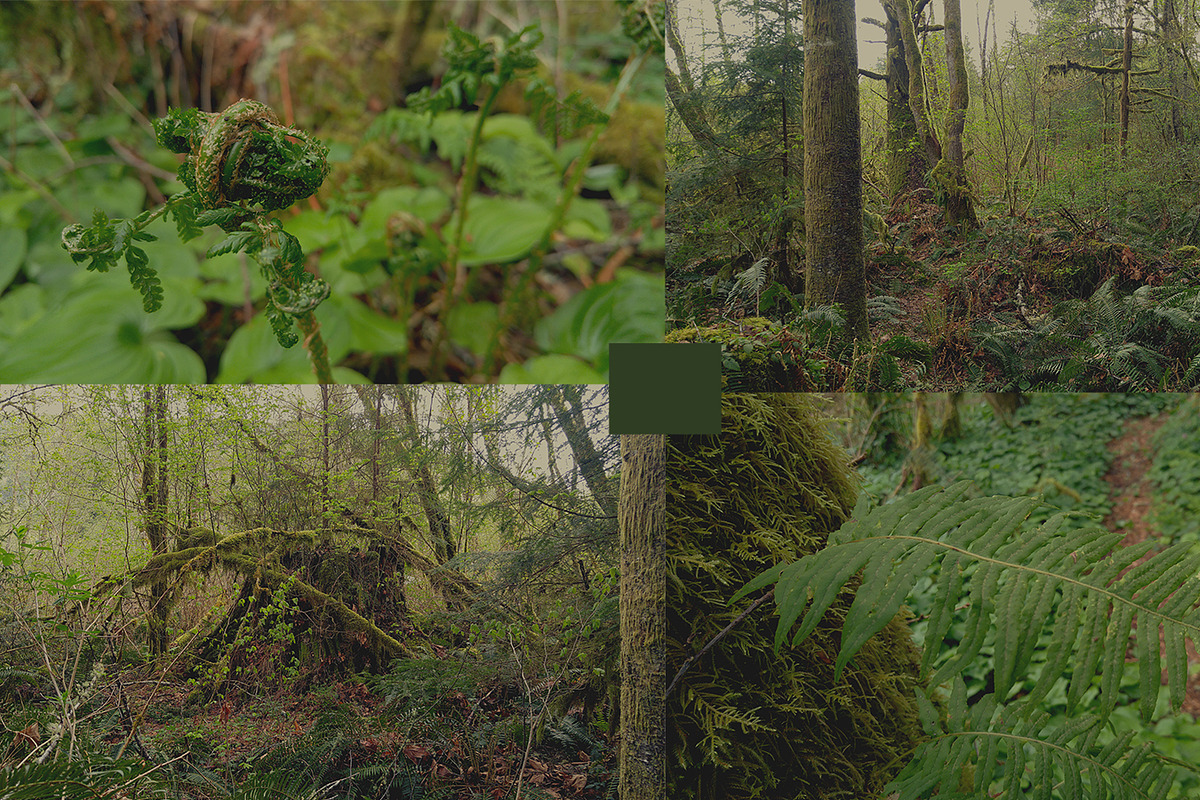 20 Pacific Northwest Forest Images, a Templates & Theme by Creatively Happy Studio (Photo 3 of 4)