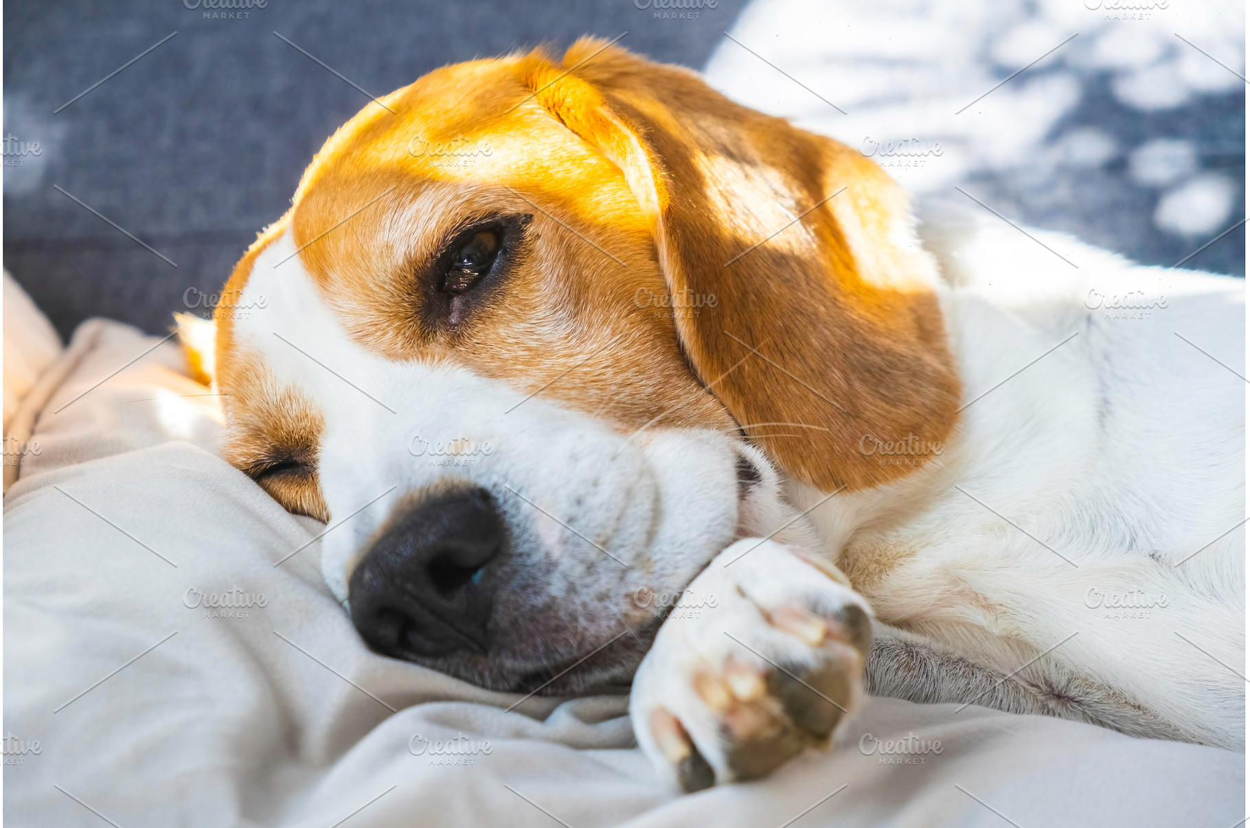 Tricolor beagle Adult dog on sofa in, an Animal Photo by MadPhotos