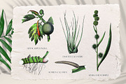 Vintage Jungle - Botany Tropical Set, an Object Graphic by Kaleriia (Thumbnail 10 of 12)