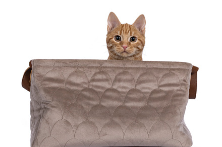 European Shorthair cat on white background