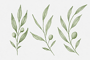 Watercolor Olive Branches Leaves, an Illustration by Creatchees.std (Thumbnail 4 of 13)