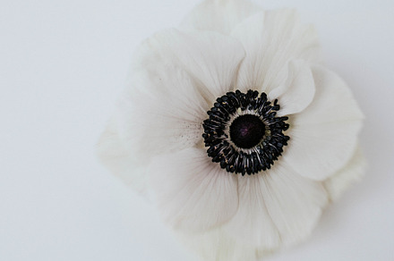 White Anemone