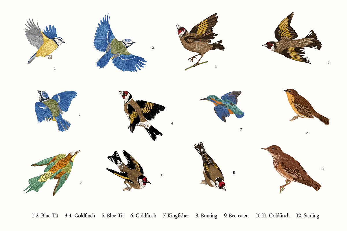 Garden Birds, an Illustration by olga.korneeva (Photo 4 of 5)
