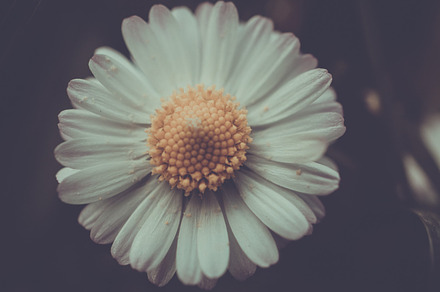 Daisy Macro preview 6