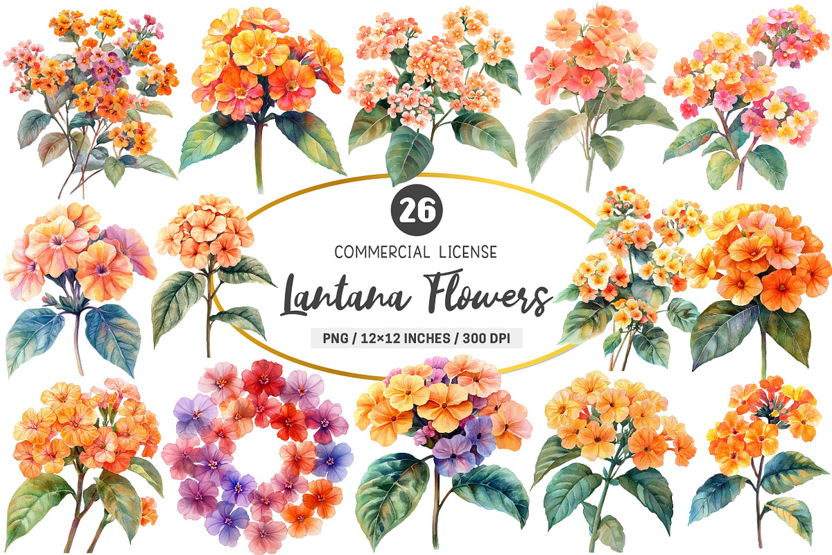 Watercolor Lantana Flower Clipart, an Illustration by SinaCreation (Photo 1 of 5)