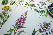 Herbal Apothecary Brand Kit, a Healthcare Illustration by AnitaPol (Thumbnail 14 of 18)
