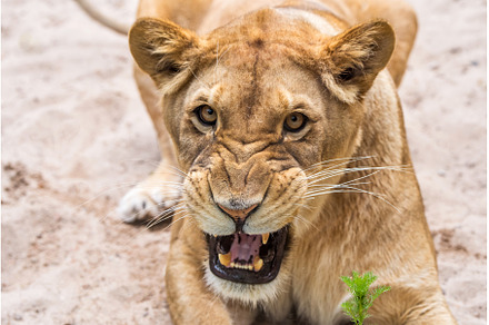 Lioness Close-up portrait, face of a, an Animal Photo by COLORFUL