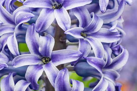 Grape Hyacinths Blooming In Spring preview 6