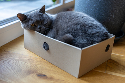 British shorthair blue cat resting i, an Animal Photo by Photo Kaminski
