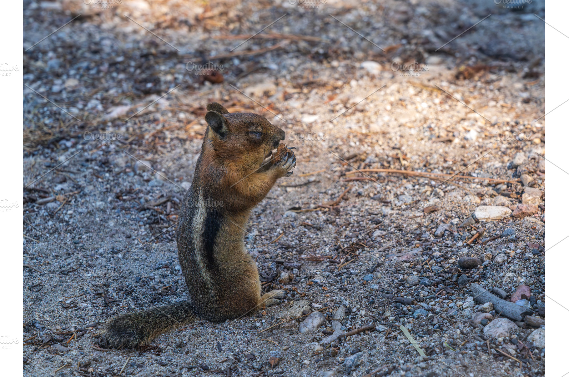 Ground squirrel with injured eye, an Animal Photo by Backyard Stock