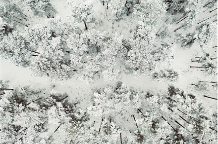 Winter road in snow covered forest, a Nature Photo by Nature and travel